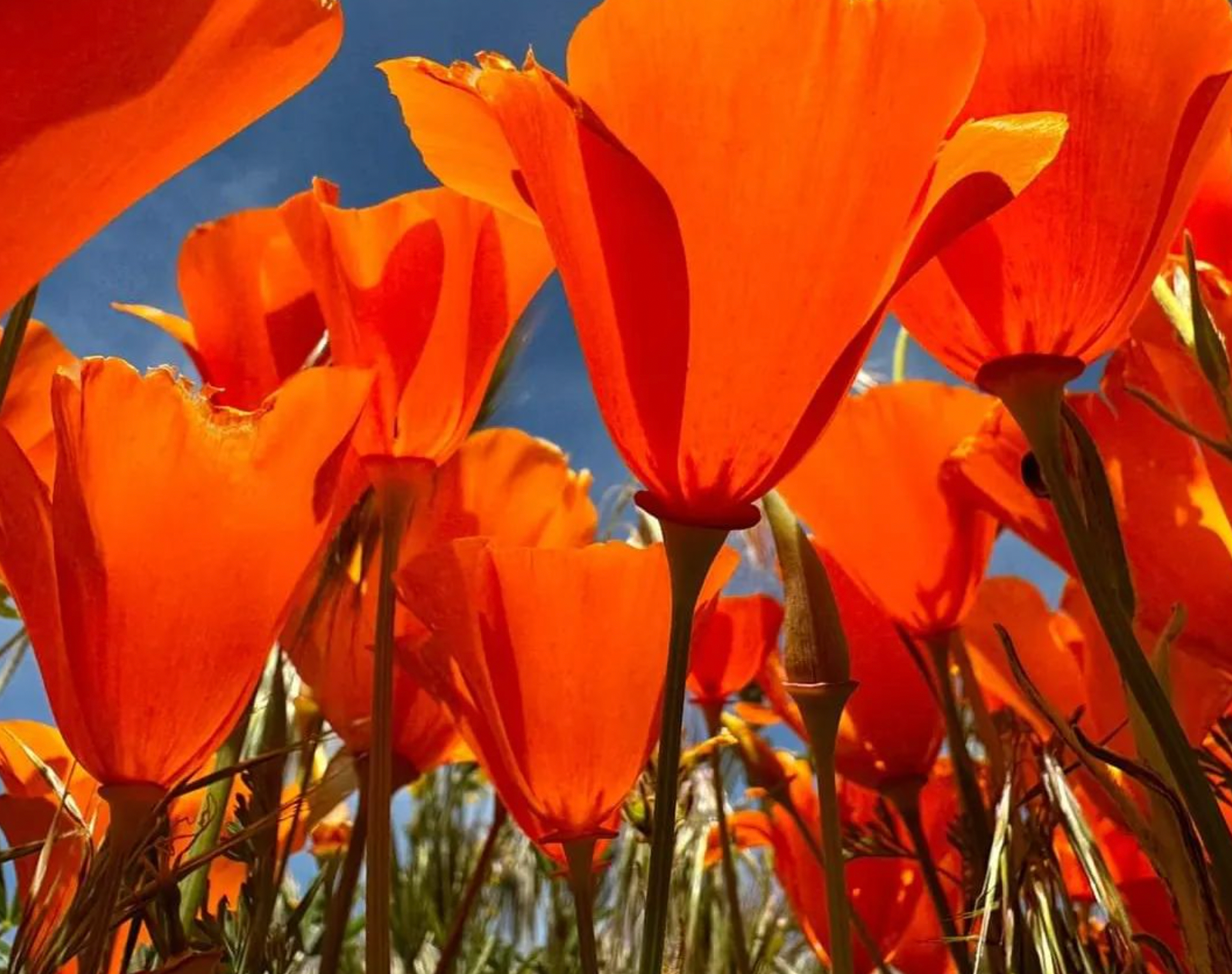 Super Bloom 2023: Photos From Space To A Bug's Eye View | Lake
